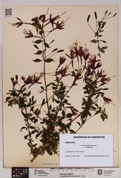 Fuchsia magellanica [Espécimen: UDEC:CONC:0051732]