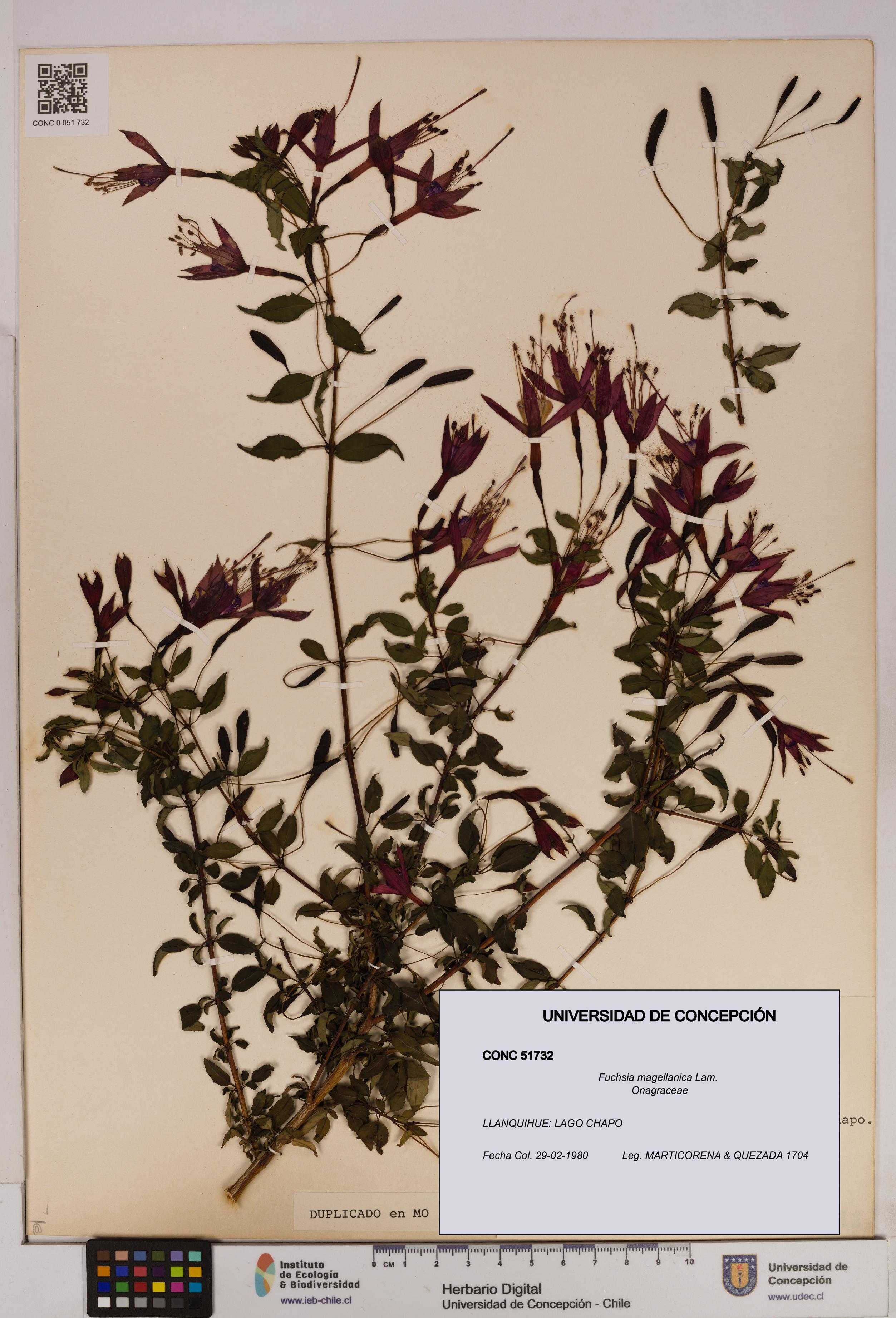 Fuchsia magellanica [Espécimen: UDEC:CONC:0051732]