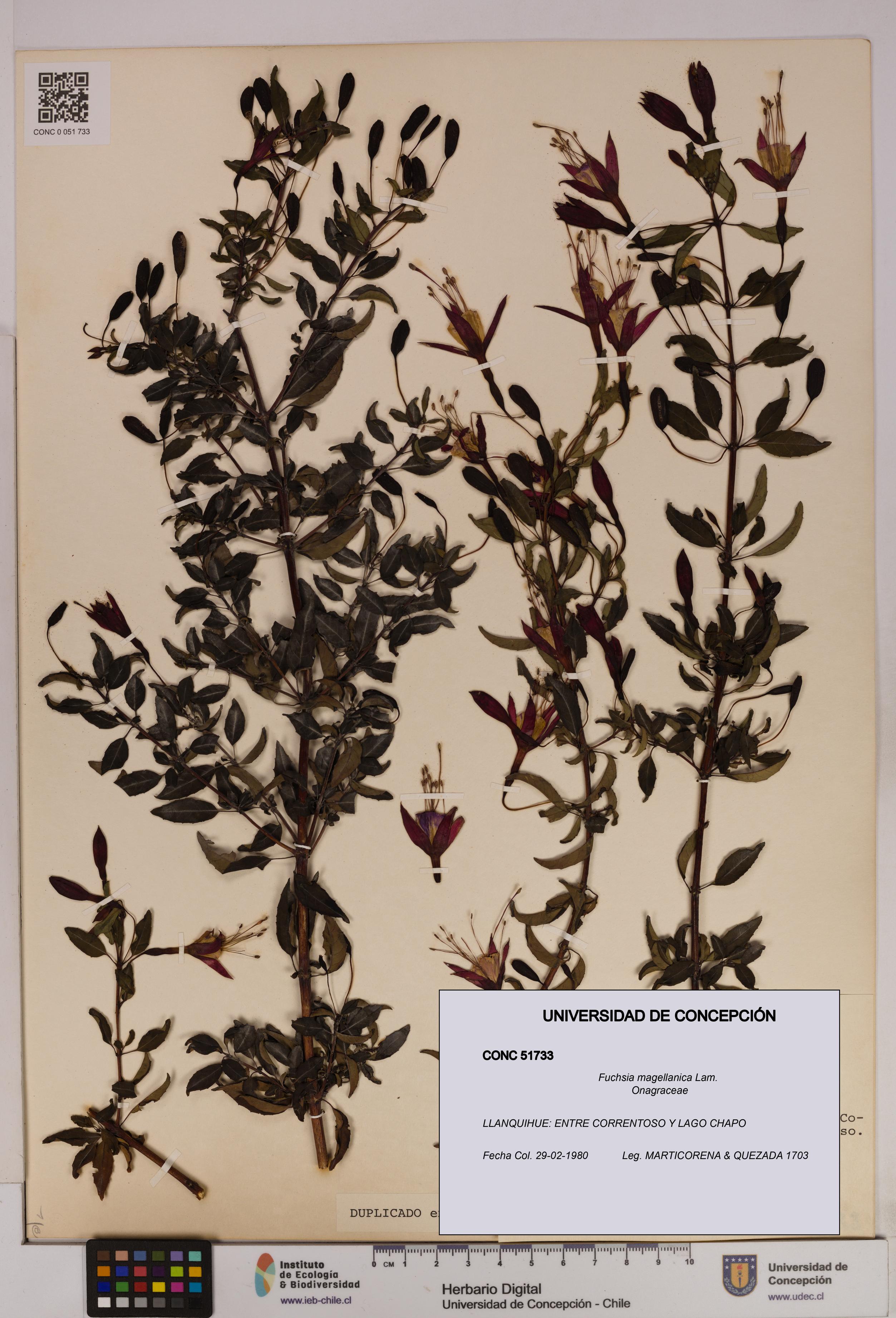 Fuchsia magellanica [Espécimen: UDEC:CONC:0051733]