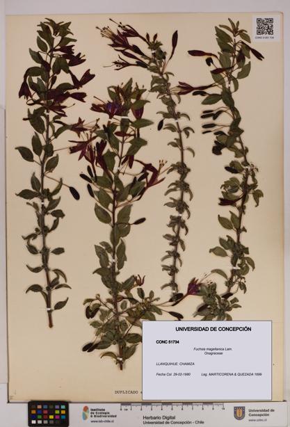 Fuchsia magellanica [Espécimen: UDEC:CONC:0051734]