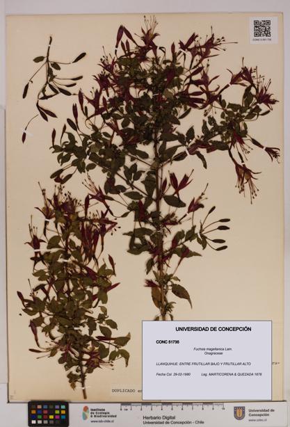 Fuchsia magellanica [Espécimen: UDEC:CONC:0051735]