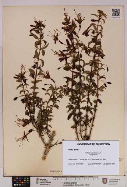 Fuchsia magellanica [Espécimen: UDEC:CONC:0051736]