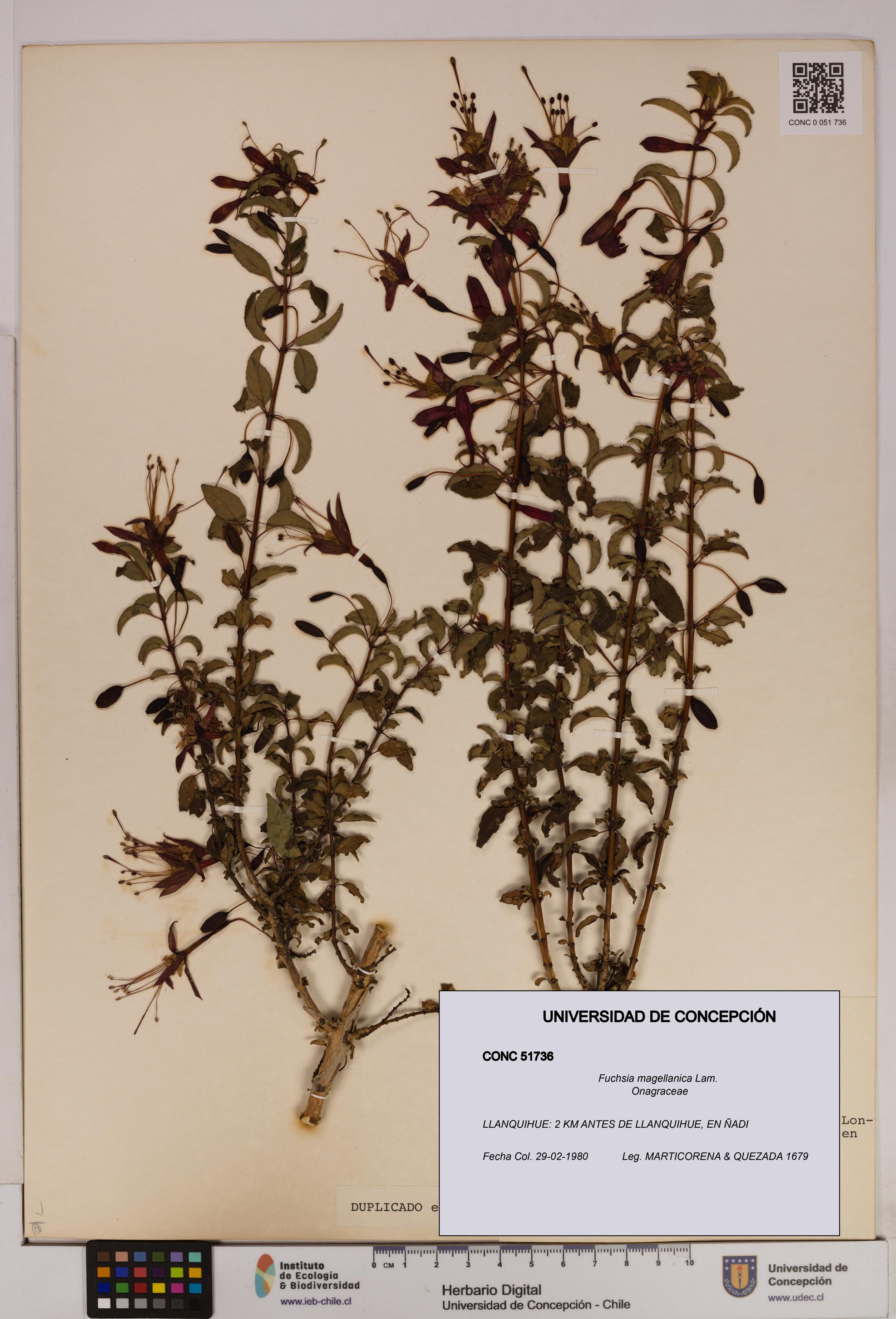Fuchsia magellanica [Espécimen: UDEC:CONC:0051736]