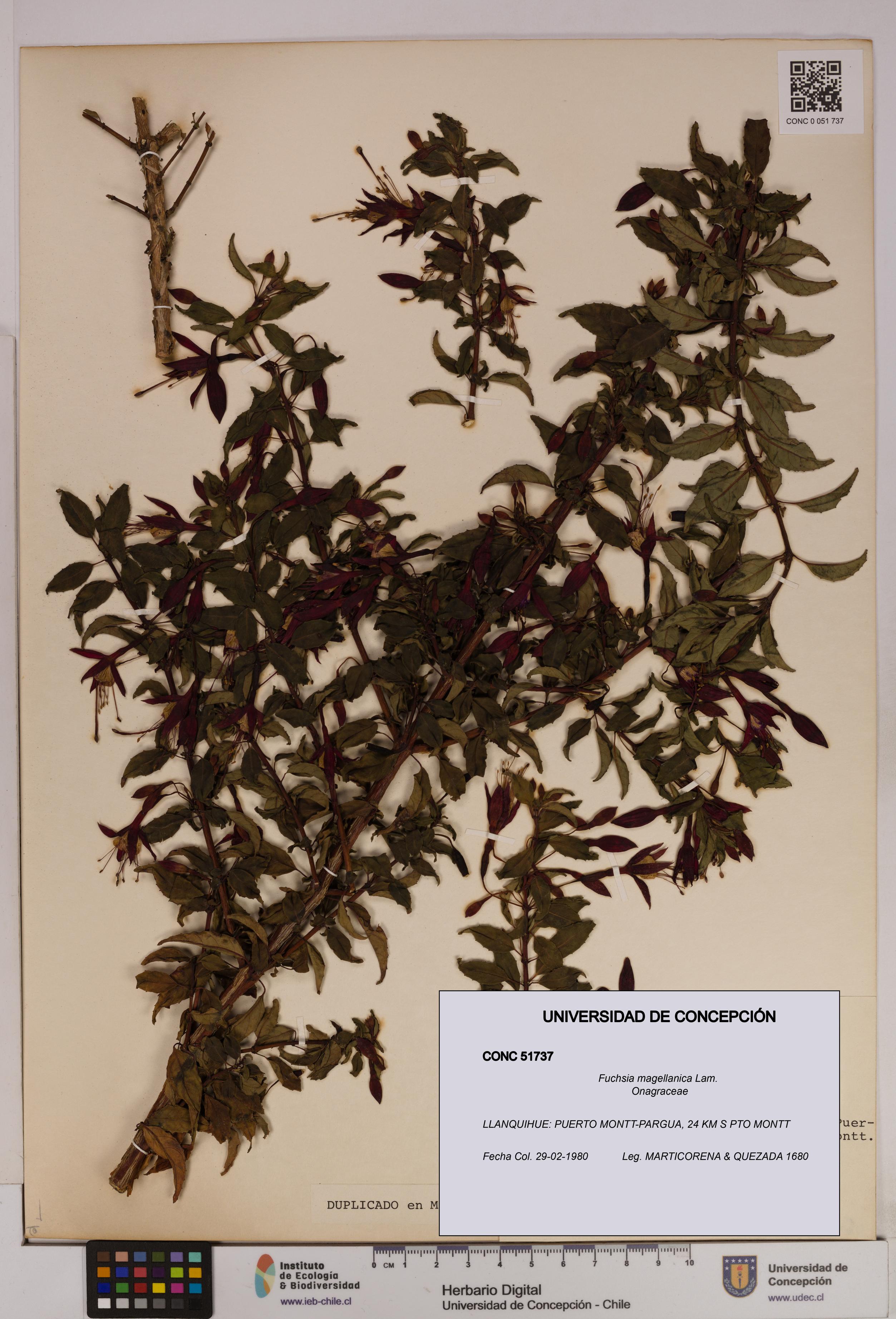 Fuchsia magellanica [Espécimen: UDEC:CONC:0051737]