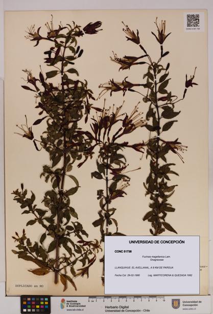 Fuchsia magellanica [Espécimen: UDEC:CONC:0051738]