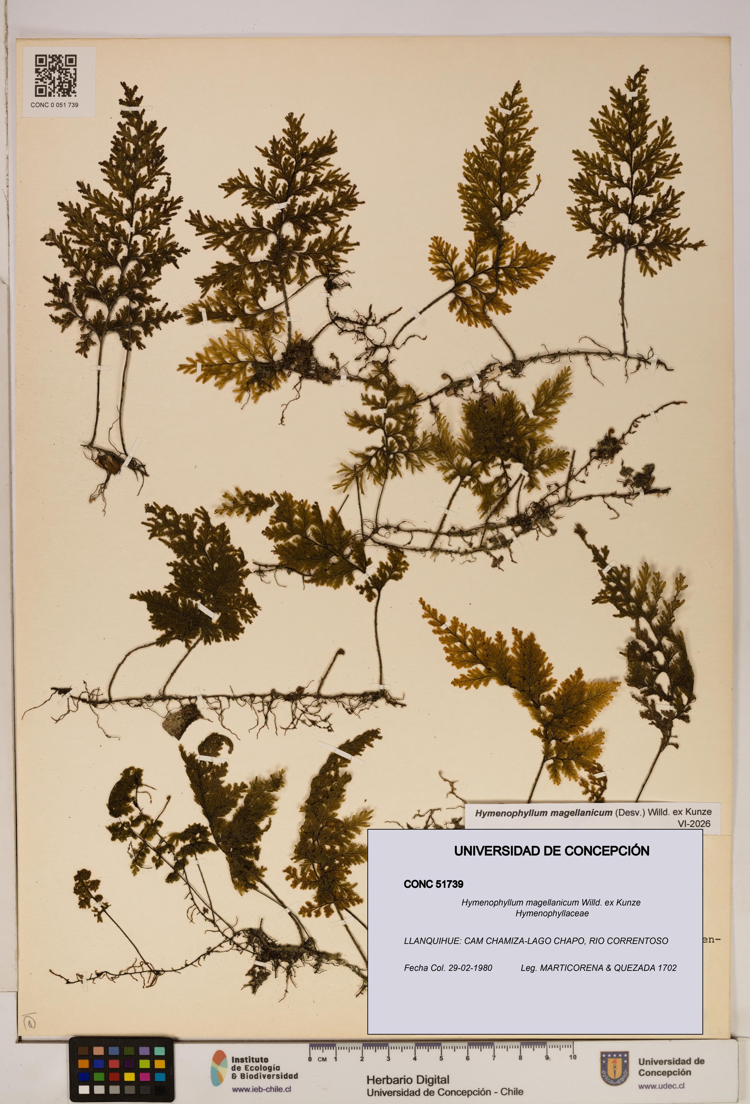 Hymenophyllum magellanicum [Espécimen: ]
