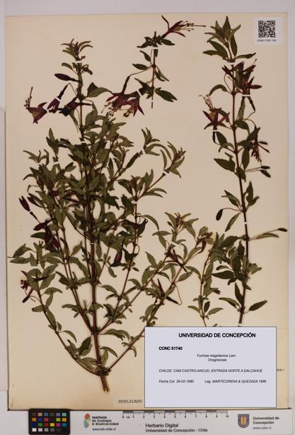Fuchsia magellanica [Espécimen: UDEC:CONC:0051740]