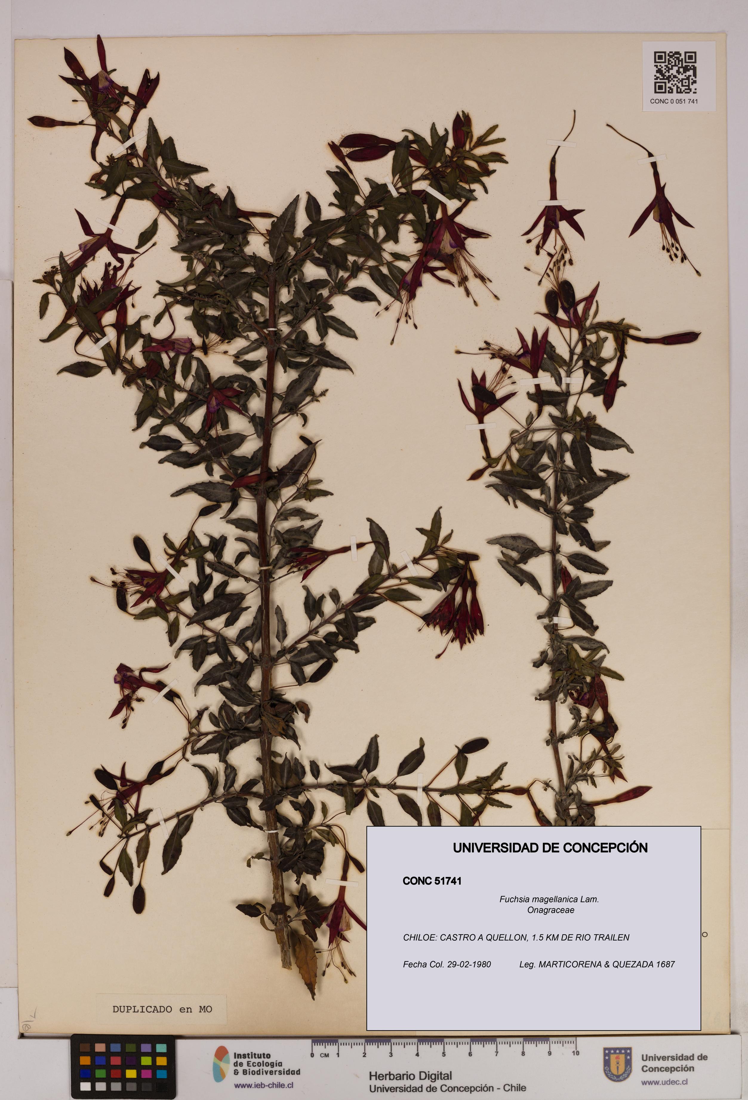 Fuchsia magellanica [Espécimen: UDEC:CONC:0051741]