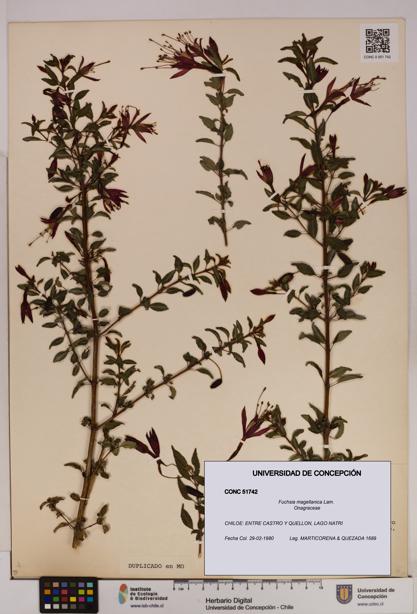 Fuchsia magellanica [Espécimen: UDEC:CONC:0051742]