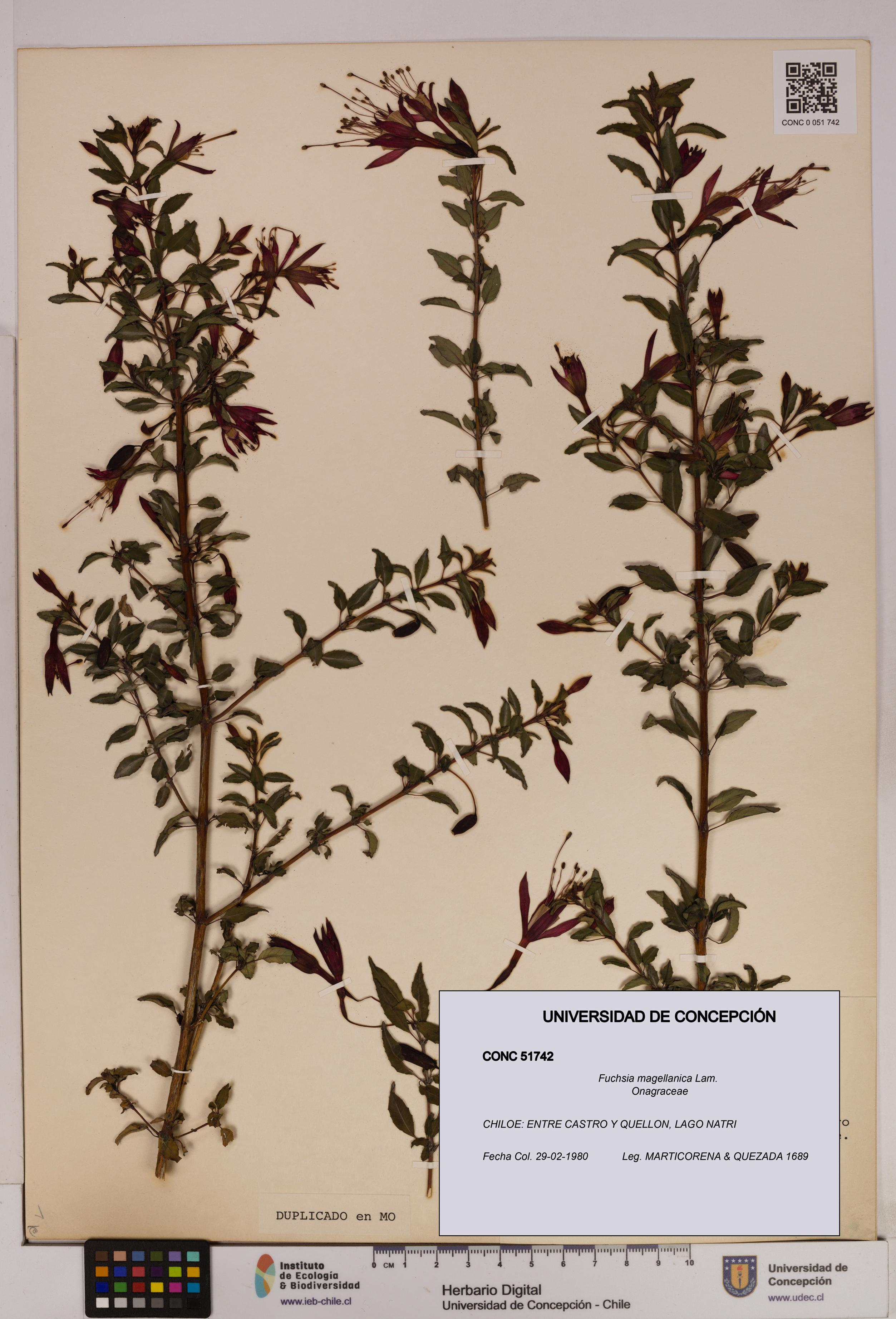 Fuchsia magellanica [Espécimen: UDEC:CONC:0051742]
