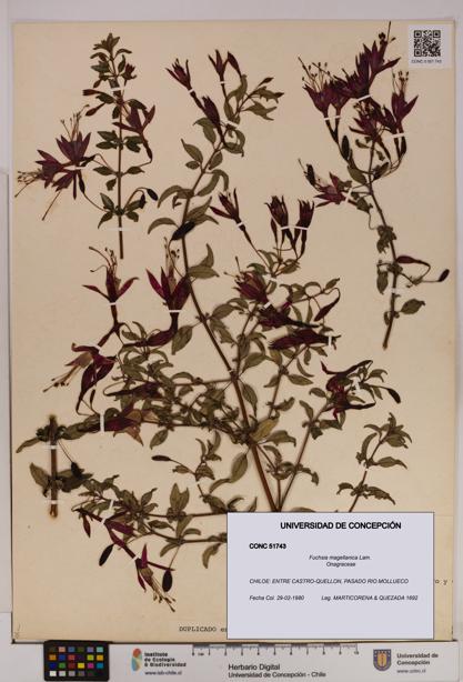 Fuchsia magellanica [Espécimen: UDEC:CONC:0051743]