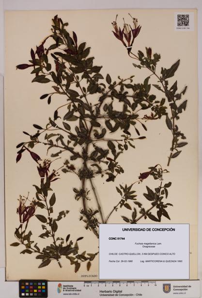 Fuchsia magellanica [Espécimen: UDEC:CONC:0051744]
