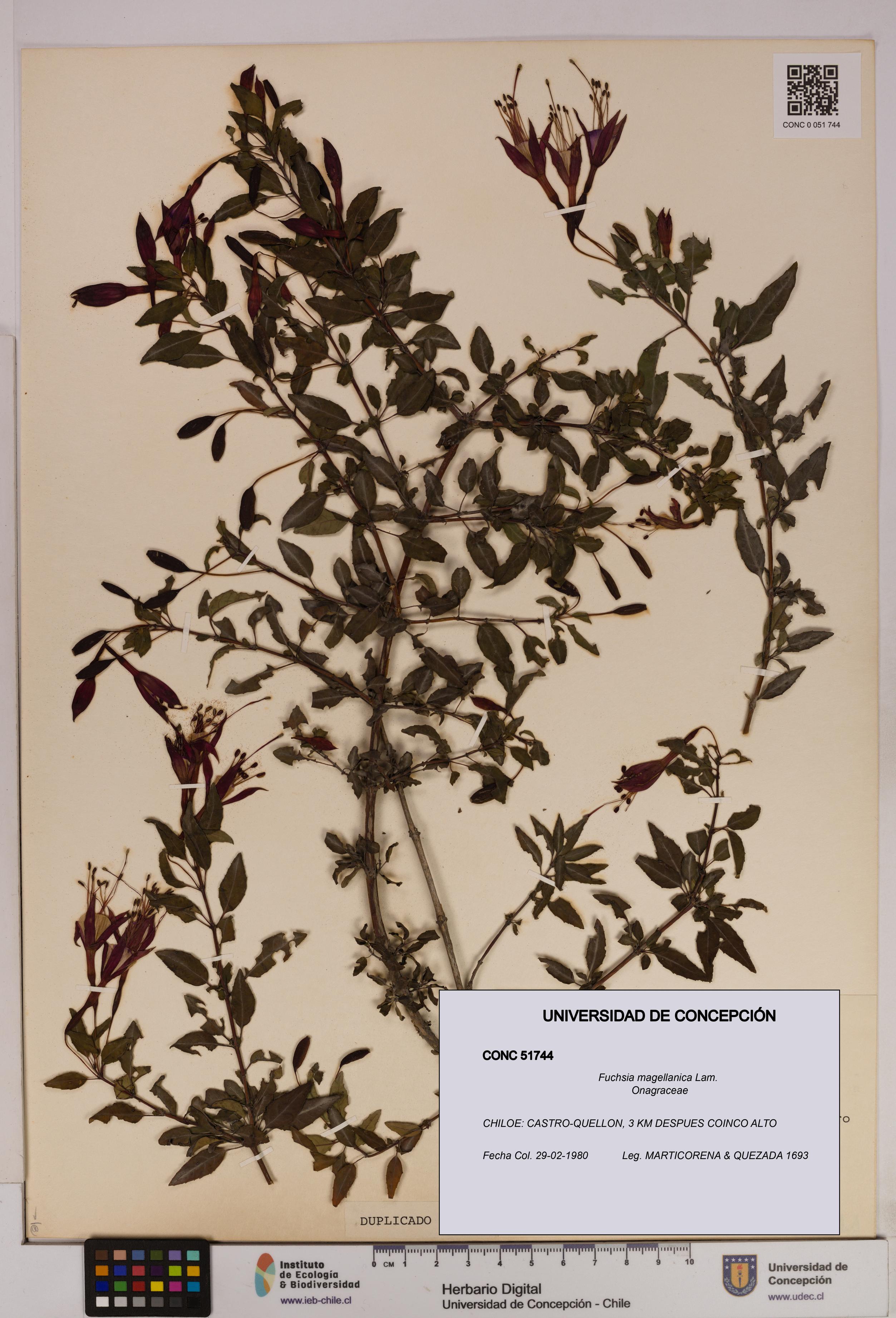 Fuchsia magellanica [Espécimen: UDEC:CONC:0051744]