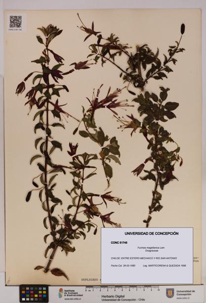 Fuchsia magellanica [Espécimen: UDEC:CONC:0051745]