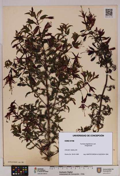 Fuchsia magellanica [Espécimen: UDEC:CONC:0051746]
