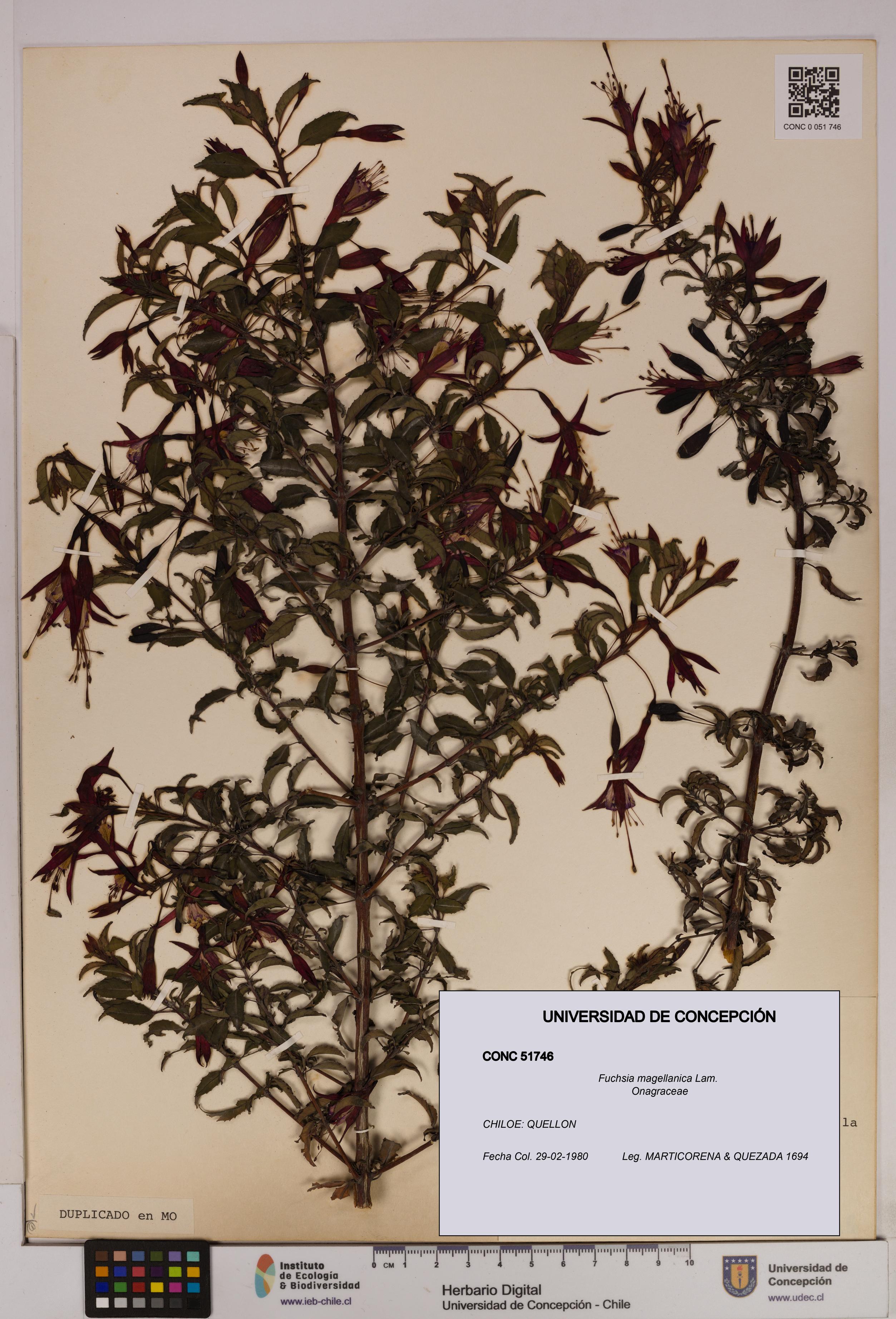 Fuchsia magellanica [Espécimen: UDEC:CONC:0051746]