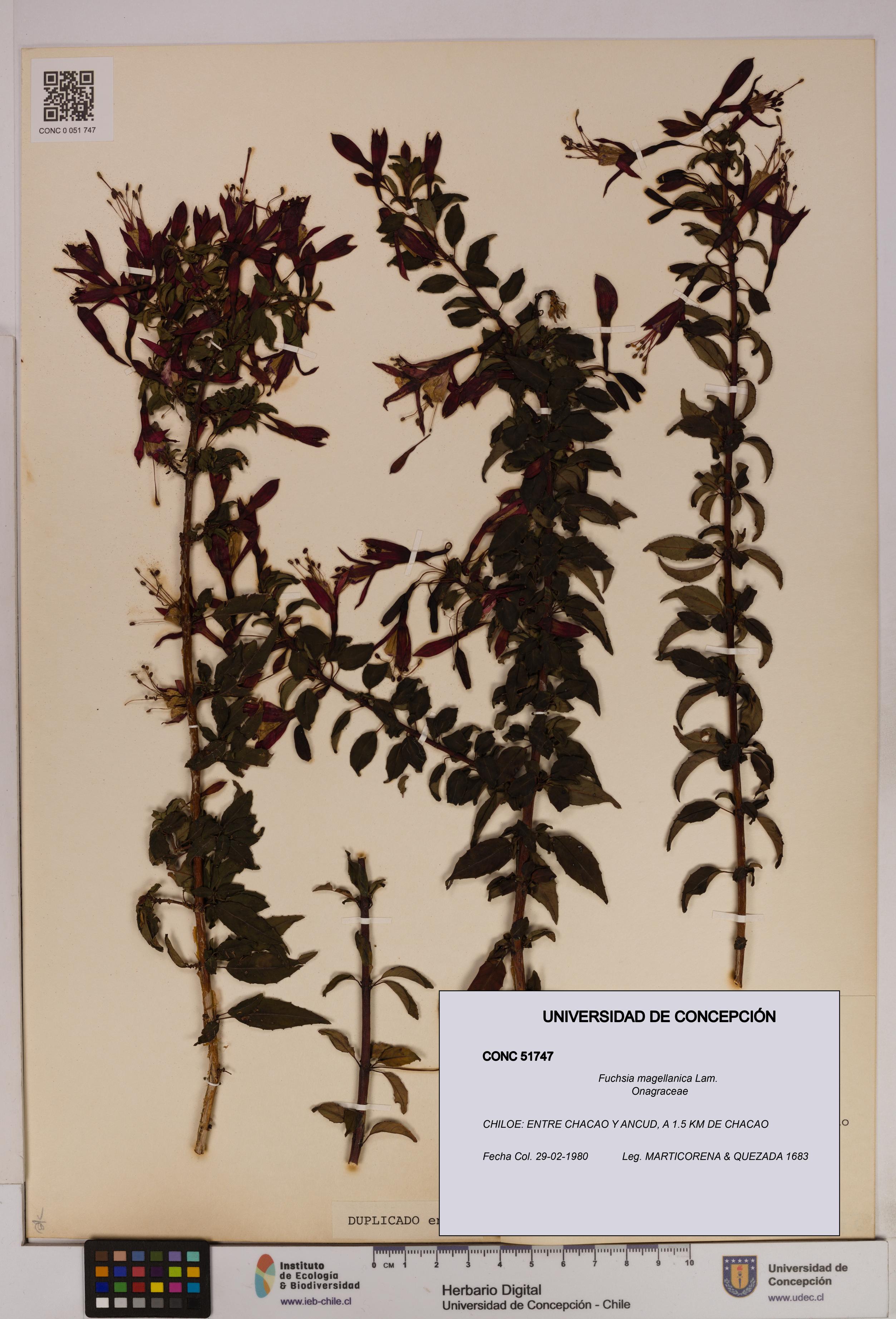 Fuchsia magellanica [Espécimen: UDEC:CONC:0051747]