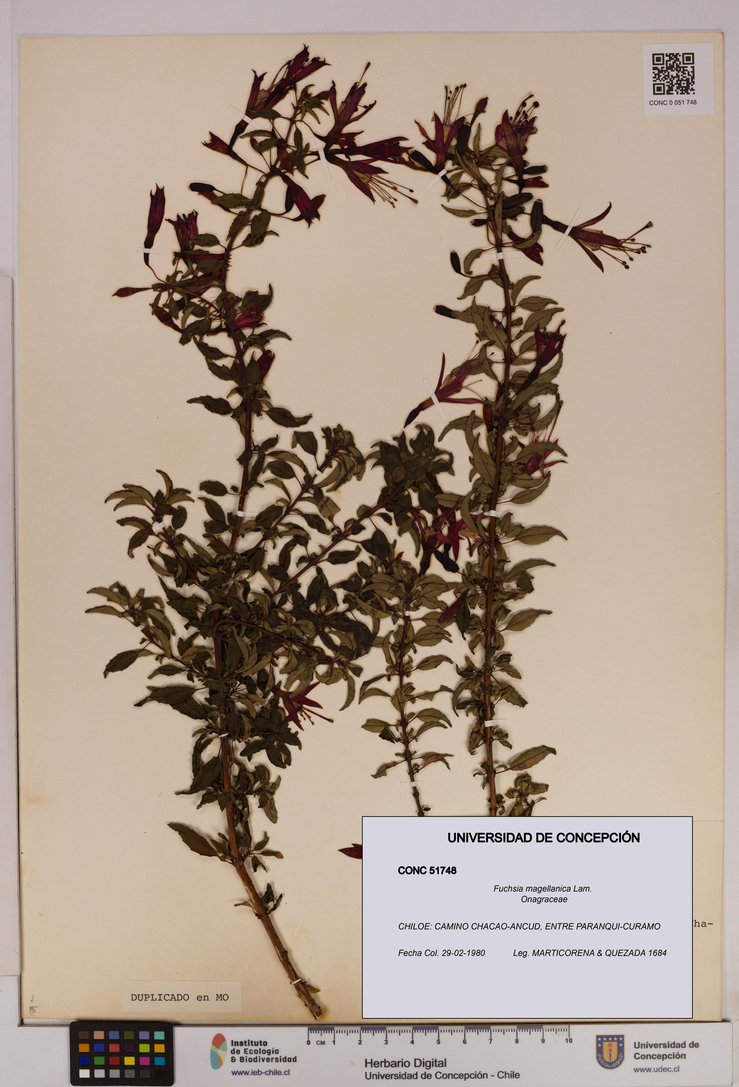 Fuchsia magellanica [Espécimen: UDEC:CONC:0051748]