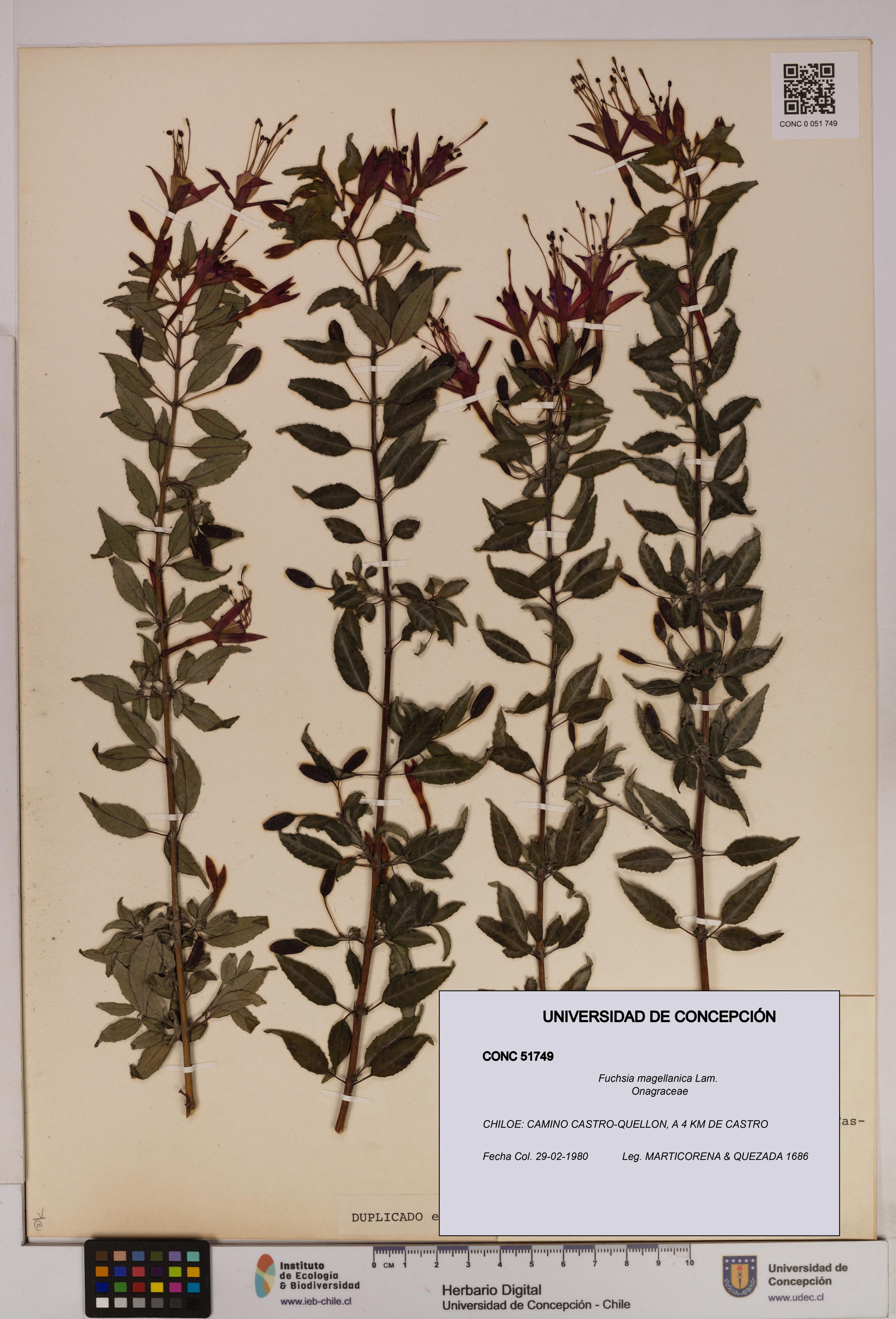 Fuchsia magellanica [Espécimen: UDEC:CONC:0051749]