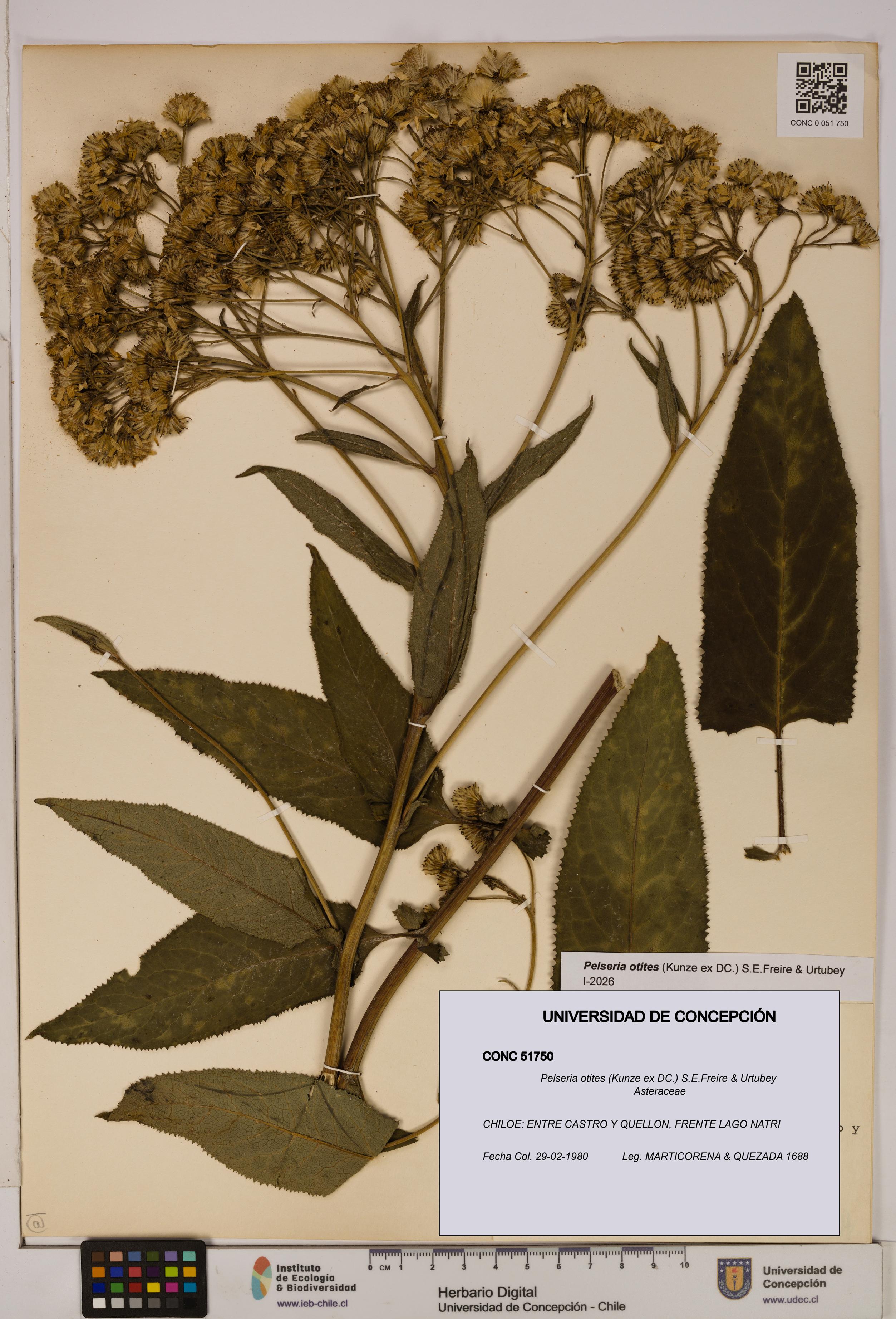 Pelseria otites [Espécimen: ]