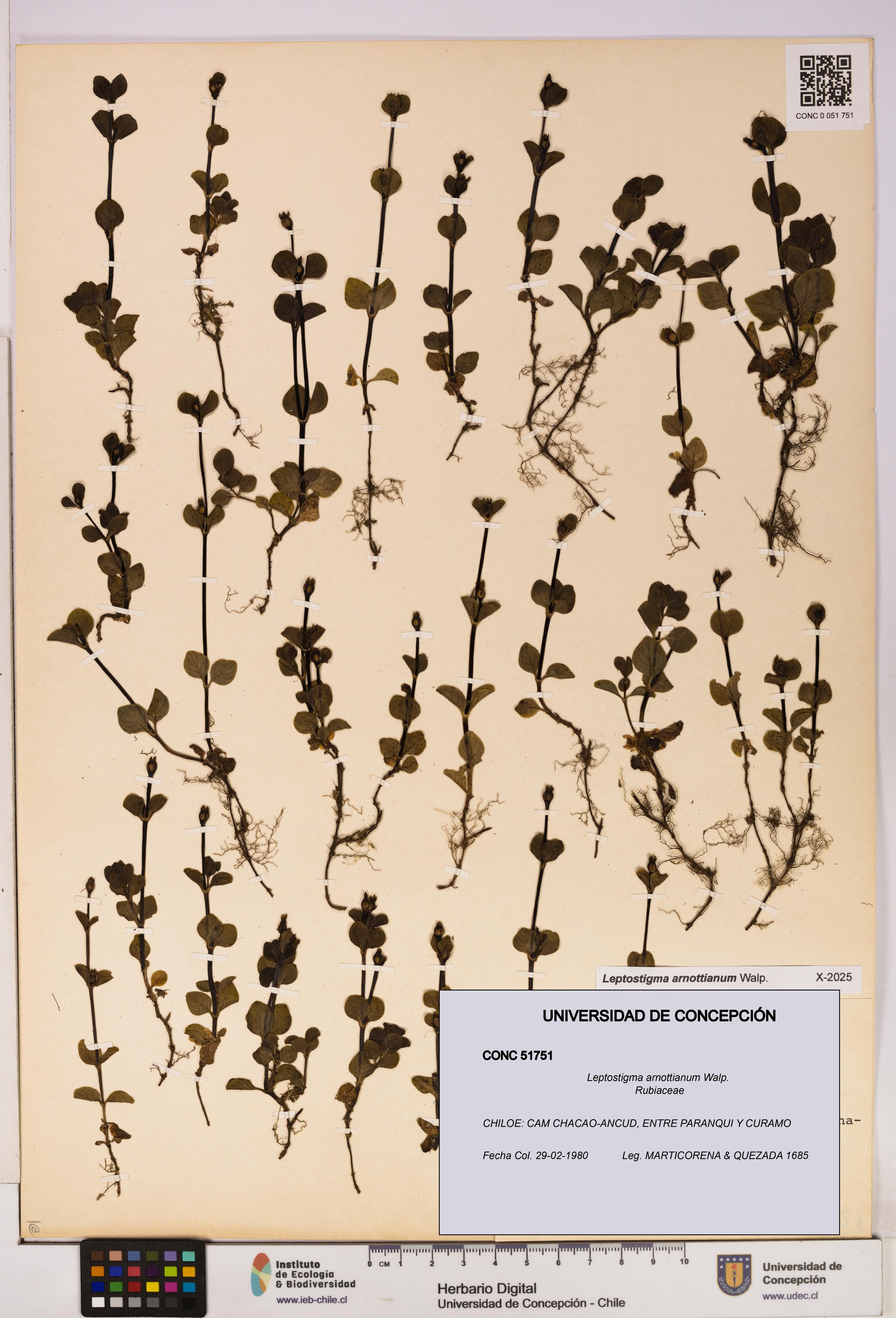Leptostigma arnottianum [Espécimen: UDEC:CONC:0051751]