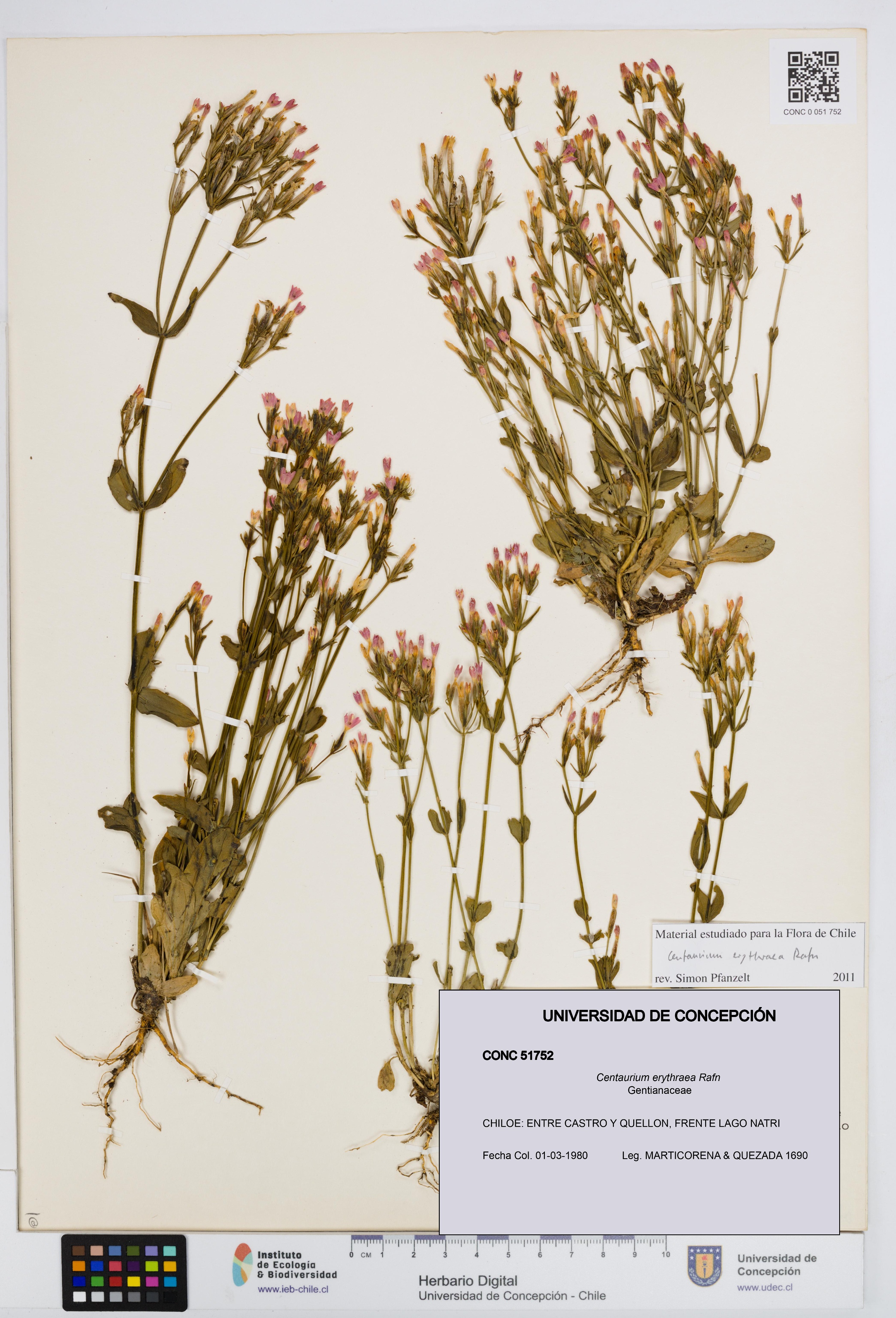 Centaurium erythraea [Espécimen: UDEC:CONC:0051752]