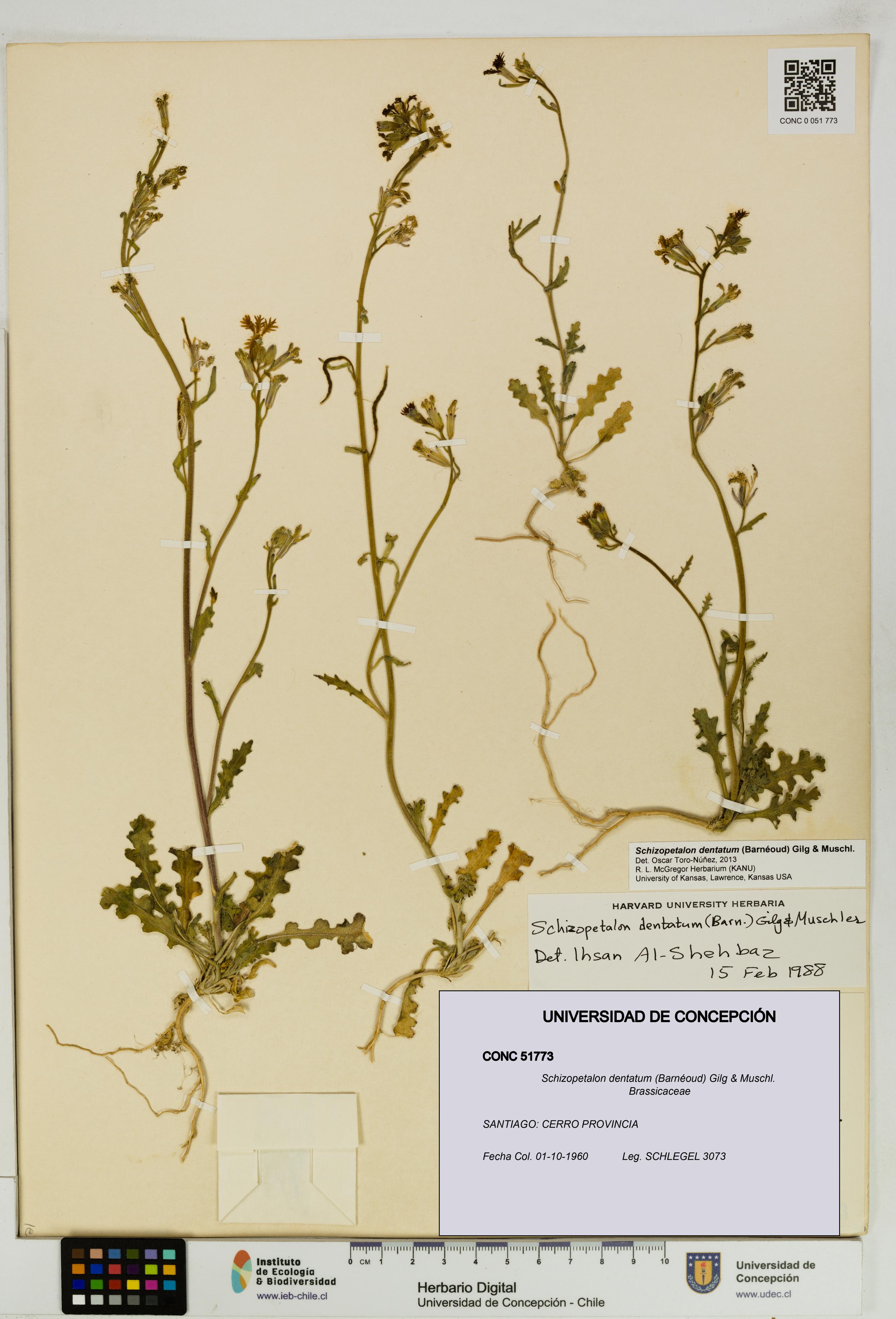 Schizopetalon dentatum [Espécimen: UDEC:CONC:0051773]