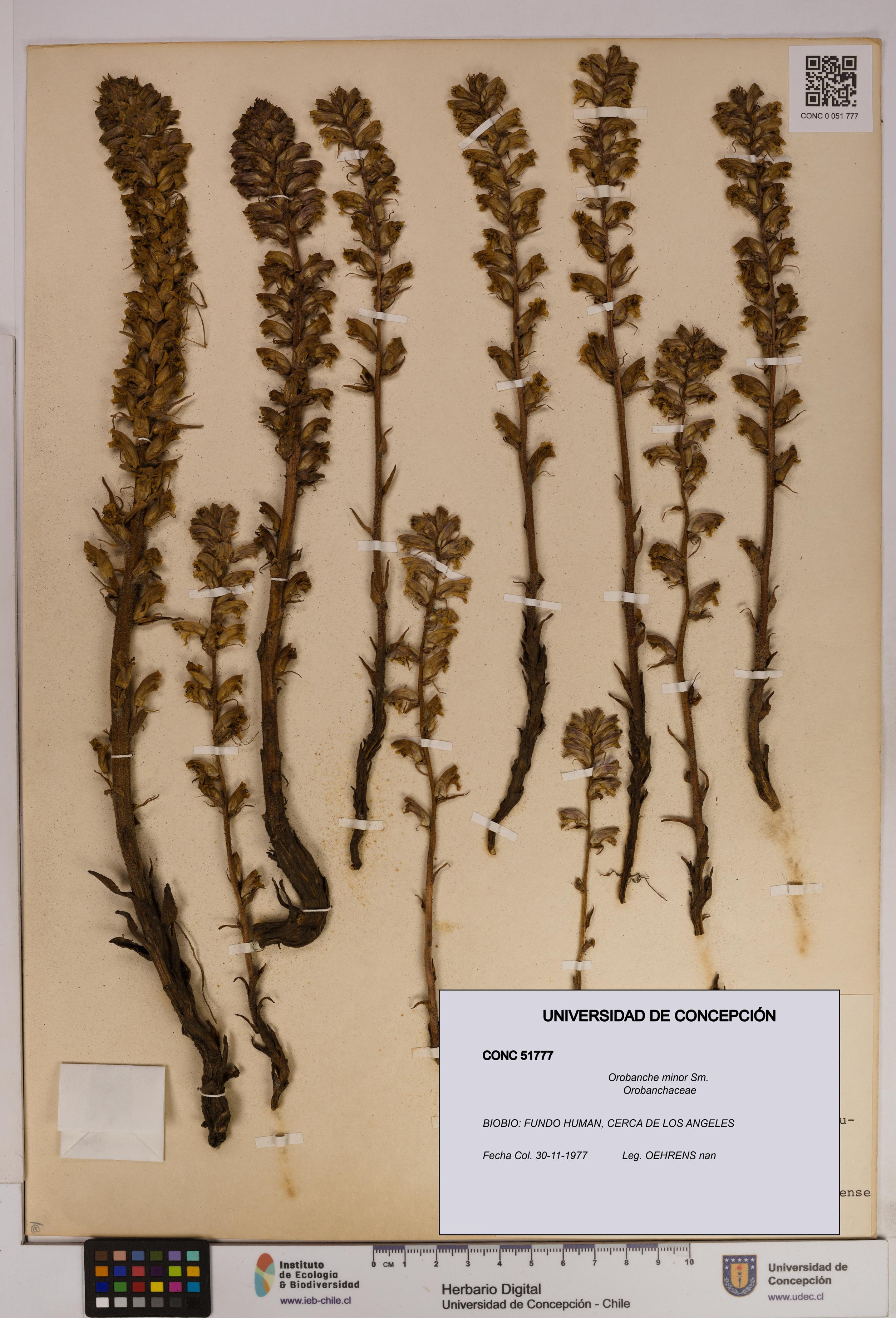 Orobanche minor [Espécimen: UDEC:CONC:0051777]