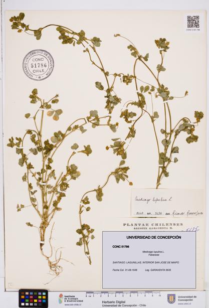 Medicago lupulina [Espécimen: ]