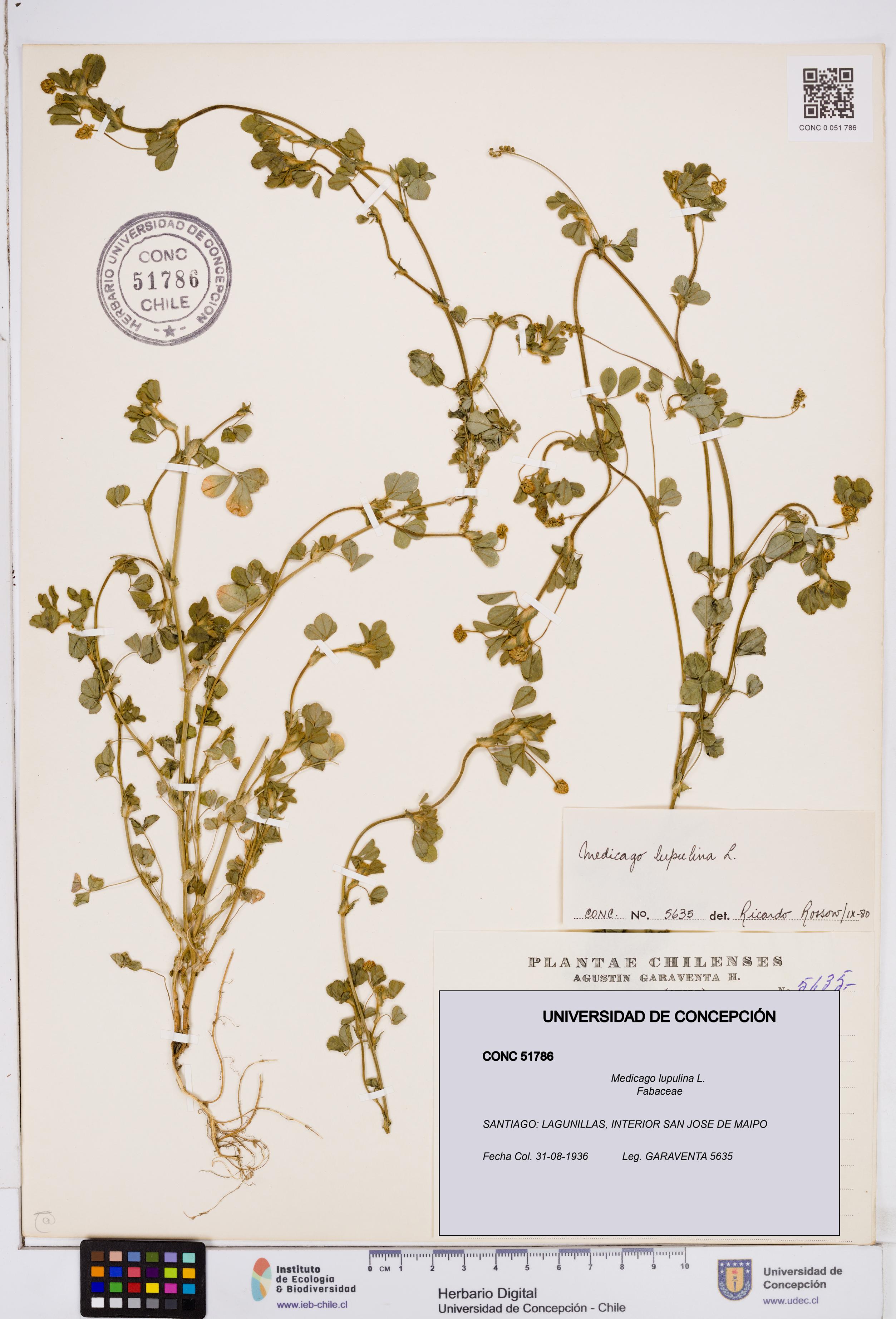 Medicago lupulina [Espécimen: ]