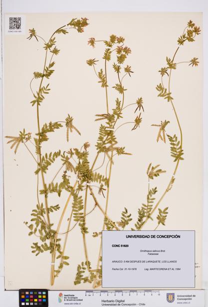 Ornithopus sativus [Espécimen: ]