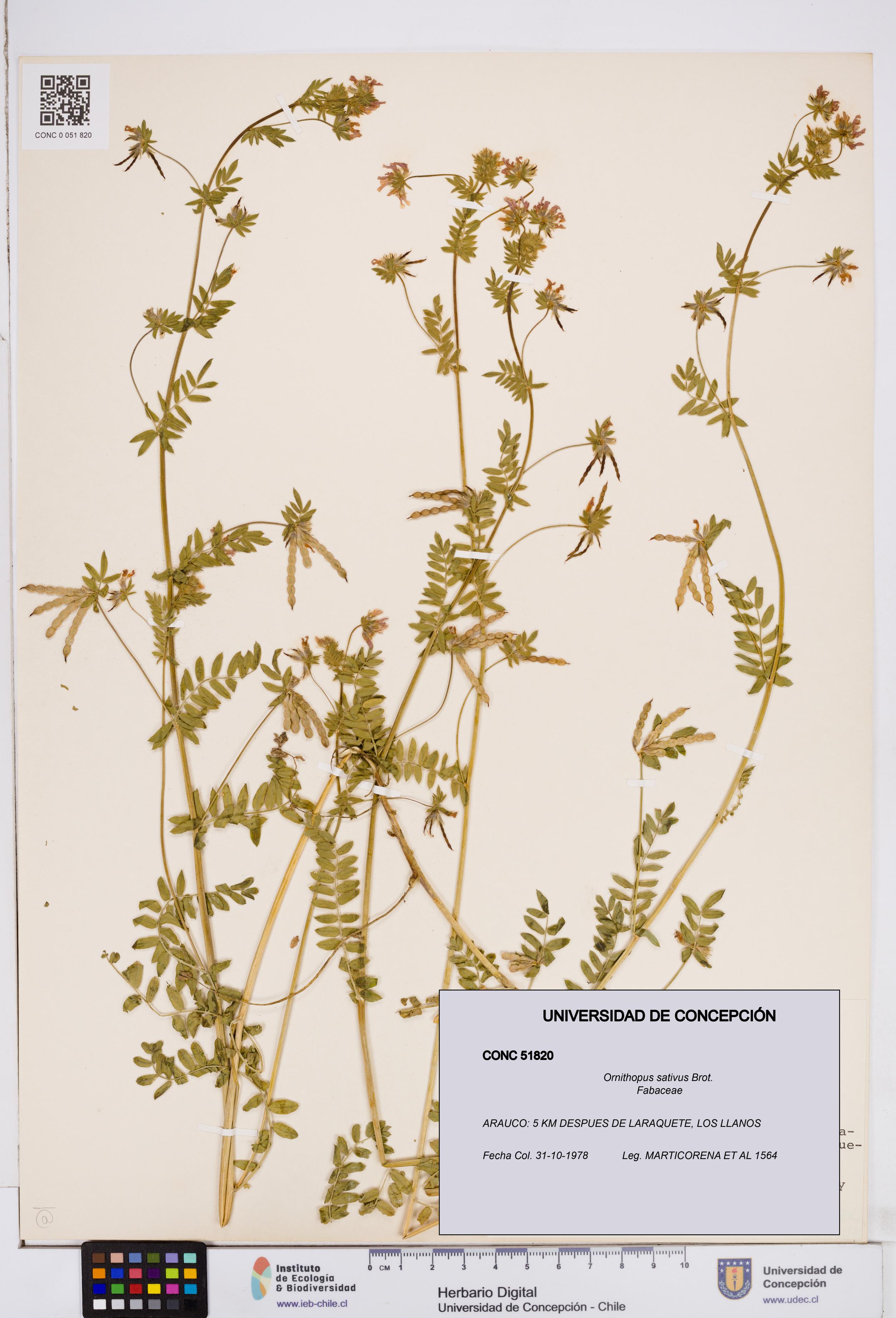 Ornithopus sativus [Espécimen: ]