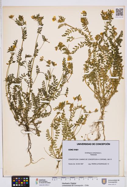 Ornithopus compressus [Espécimen: ]