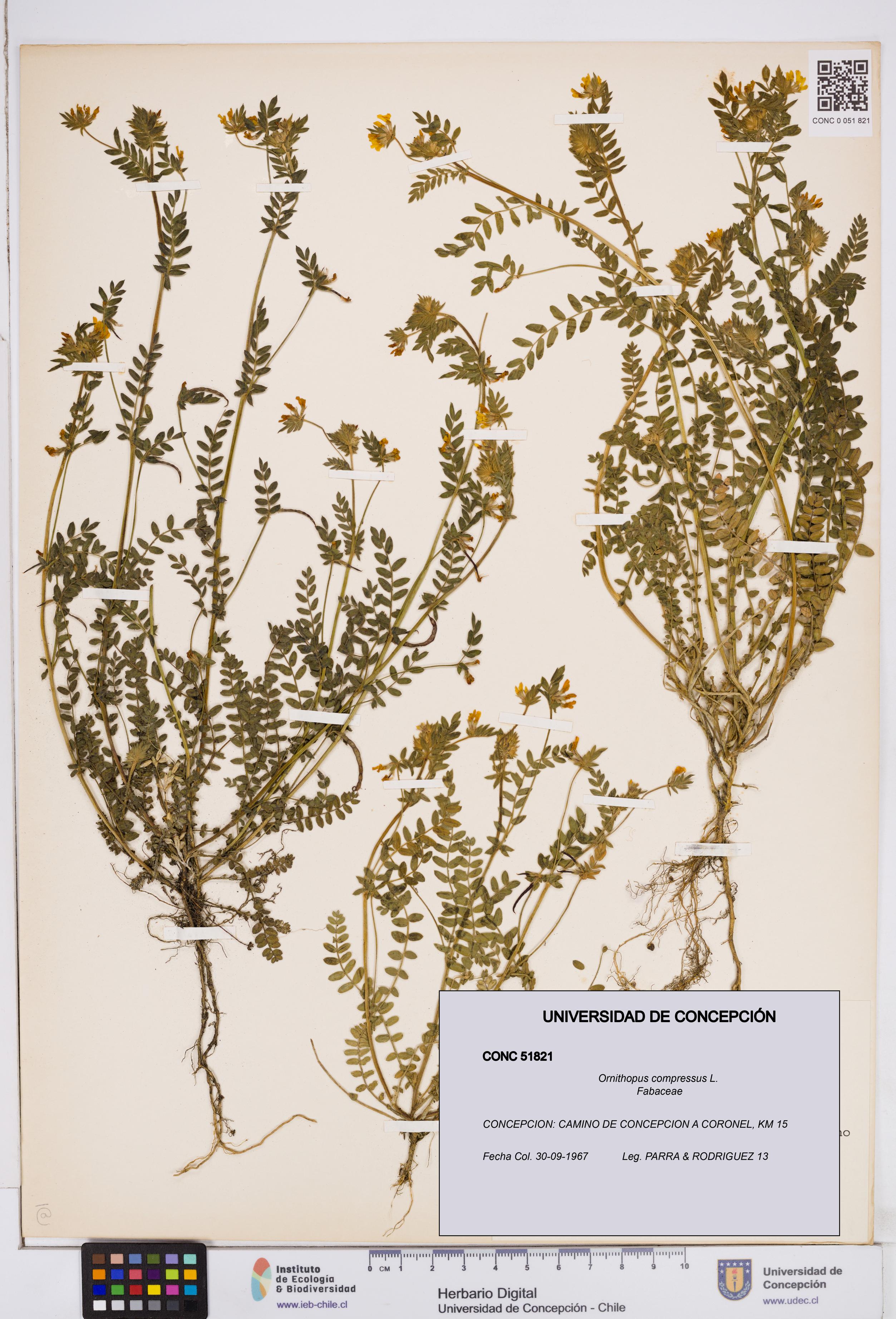 Ornithopus compressus [Espécimen: ]