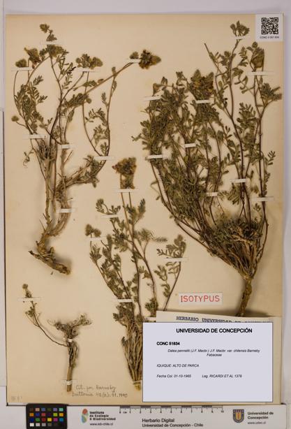 Dalea pennellii var. chilensis [Espécimen: UDEC:CONC:0051834]