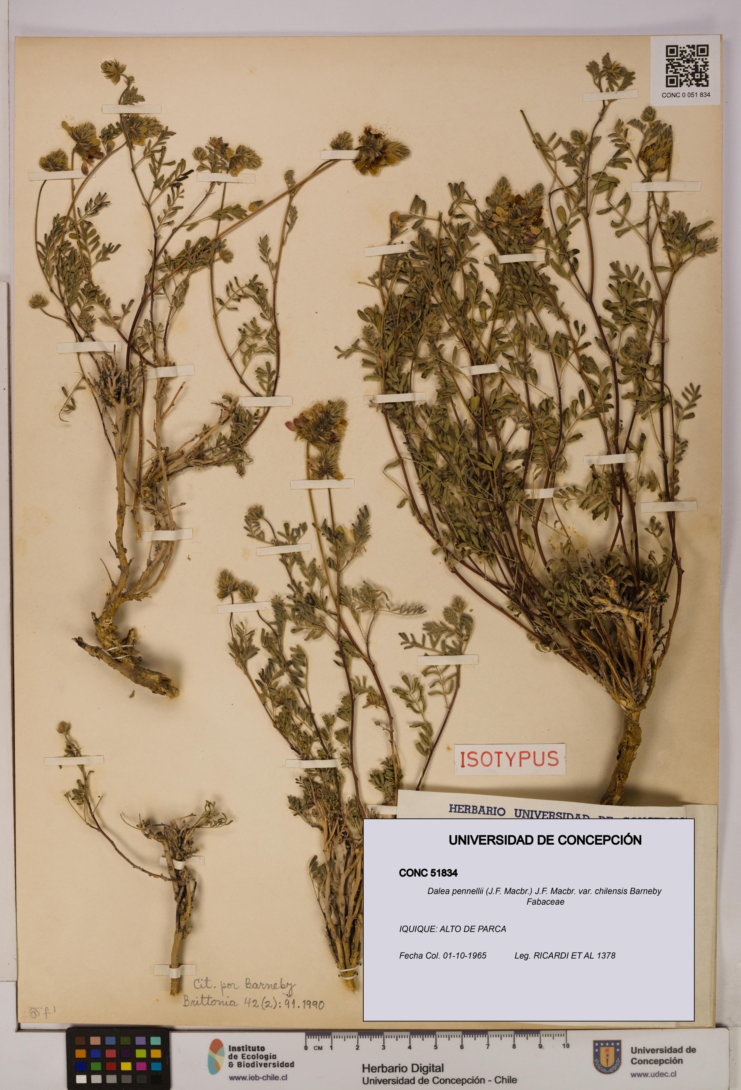 Dalea pennellii var. chilensis [Espécimen: UDEC:CONC:0051834]