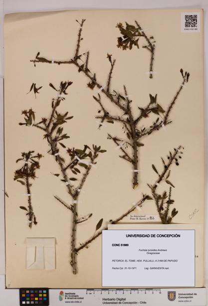 Fuchsia lycioides [Espécimen: UDEC:CONC:0051860]