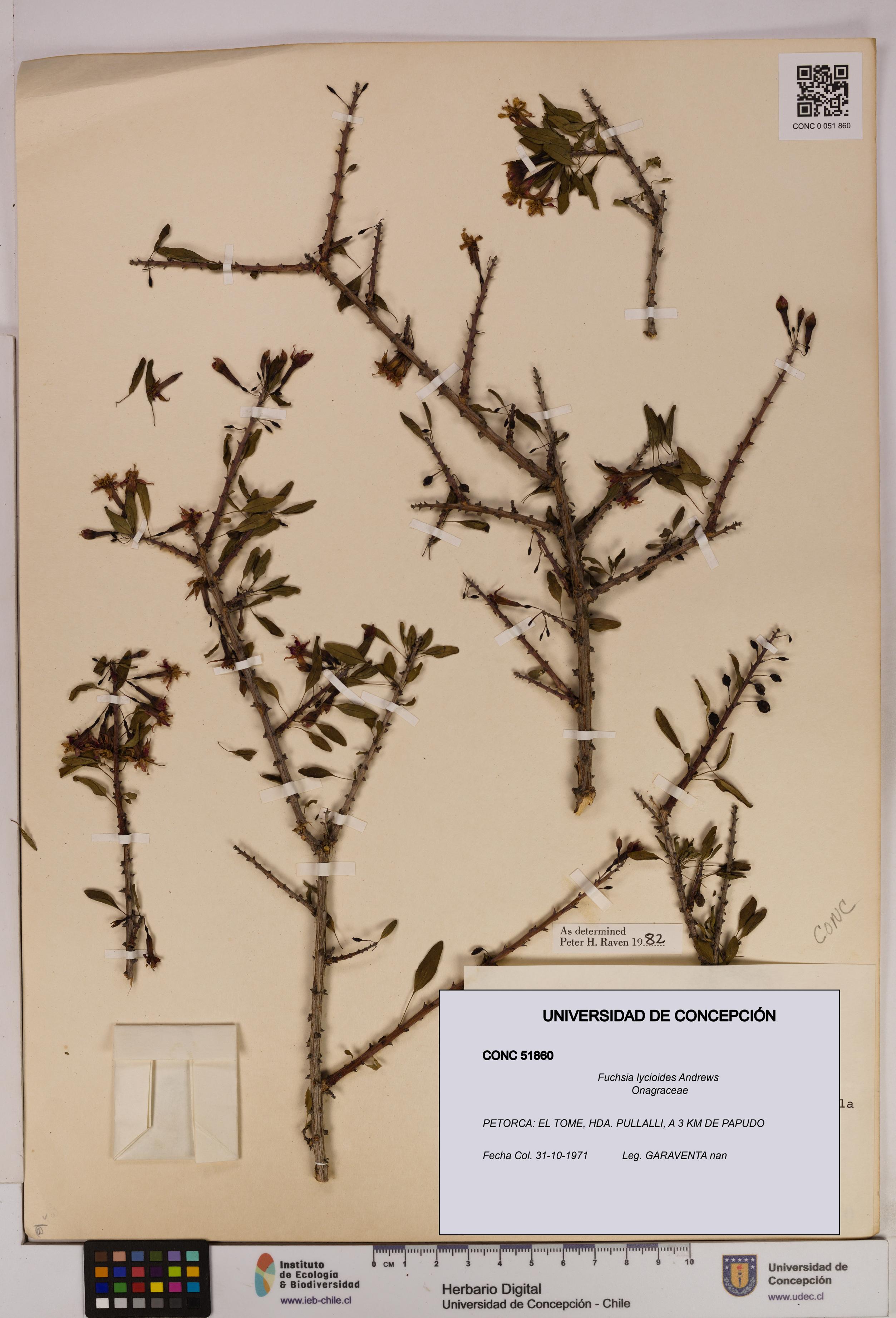 Fuchsia lycioides [Espécimen: UDEC:CONC:0051860]