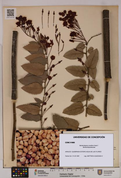 Berberidopsis corallina [Espécimen: UDEC:CONC:0051863]