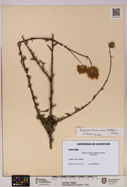 Erigeron luxurians [Espécimen: UDEC:CONC:0051869]