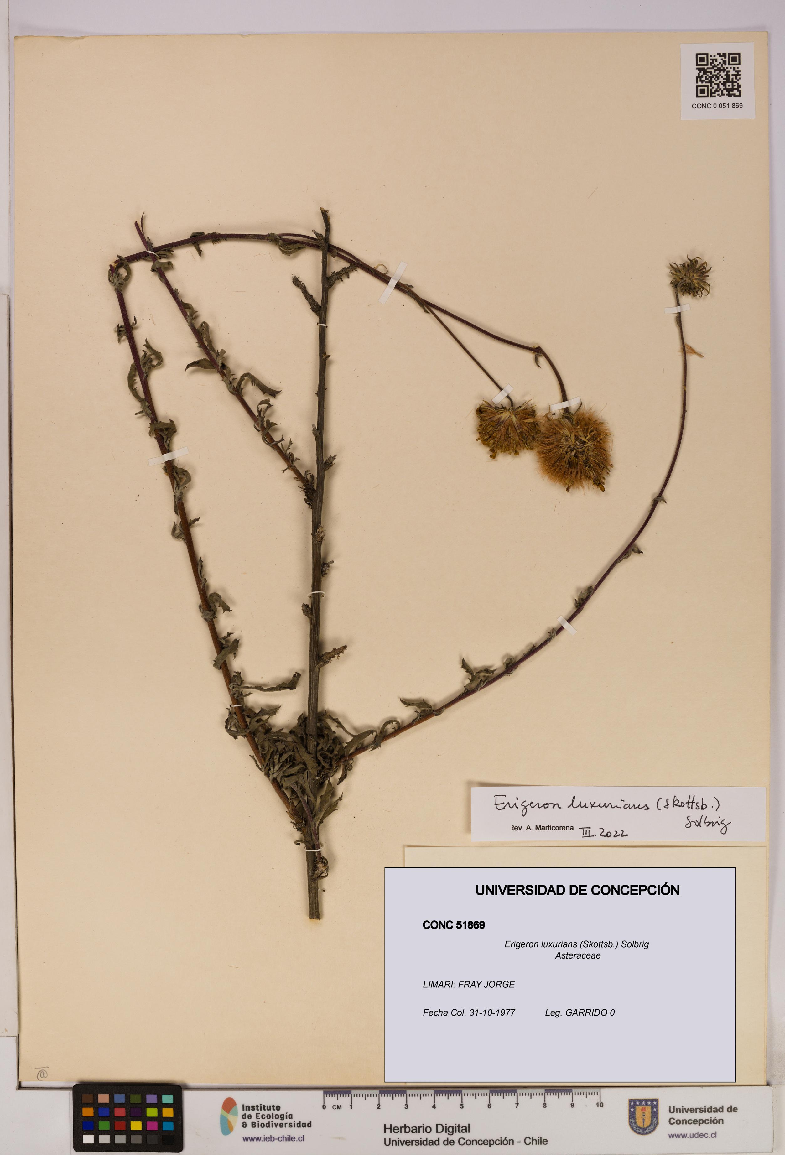 Erigeron luxurians [Espécimen: UDEC:CONC:0051869]