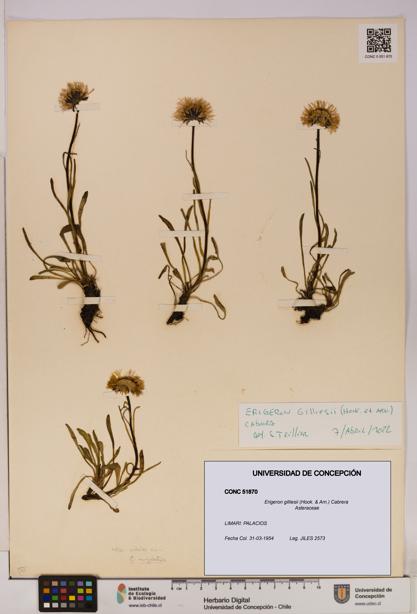 Erigeron gilliesii [Espécimen: UDEC:CONC:0051870]