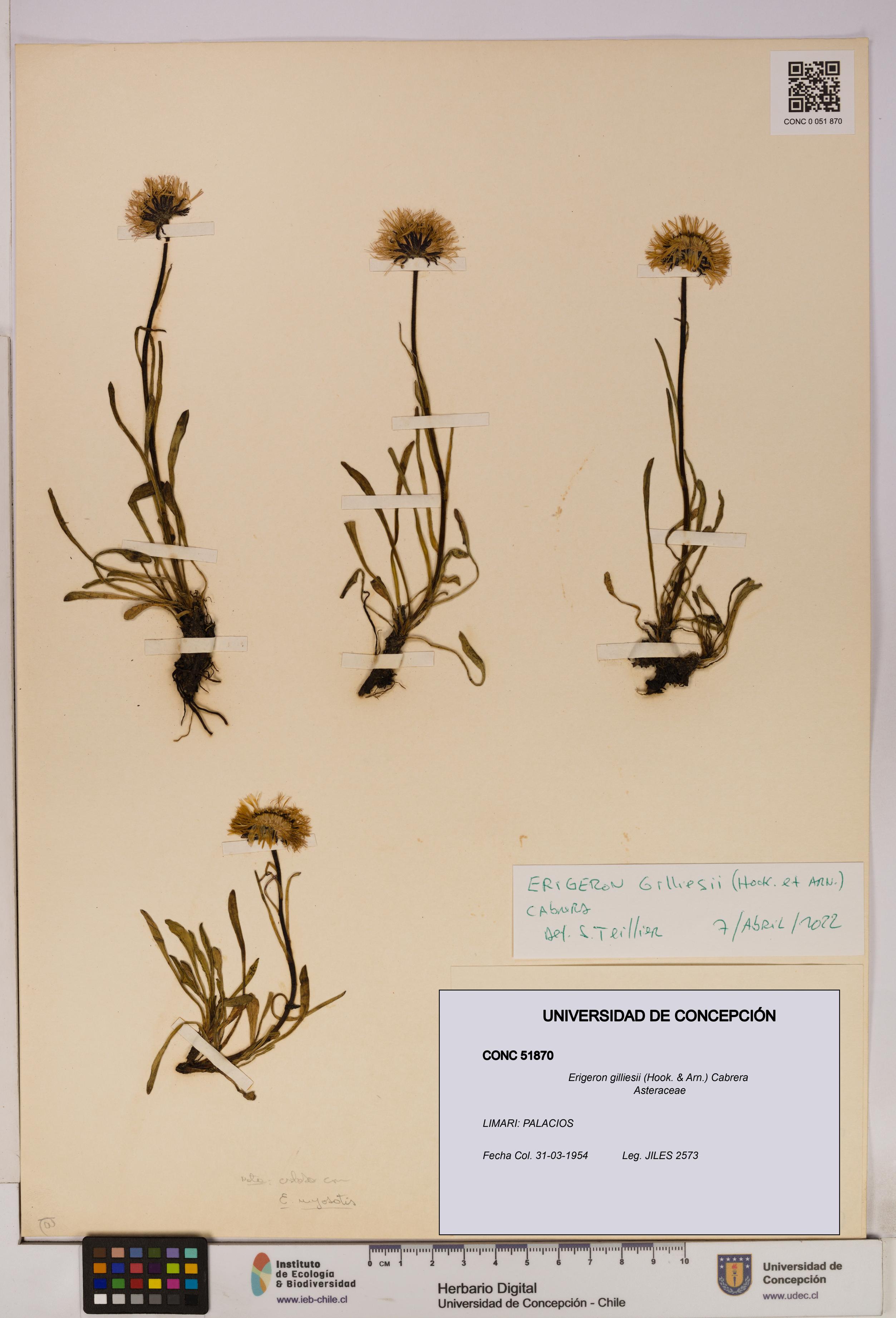 Erigeron gilliesii [Espécimen: UDEC:CONC:0051870]