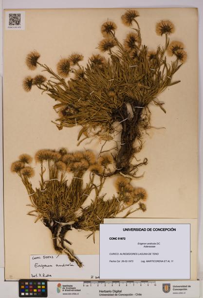 Erigeron andicola [Espécimen: UDEC:CONC:0051872]