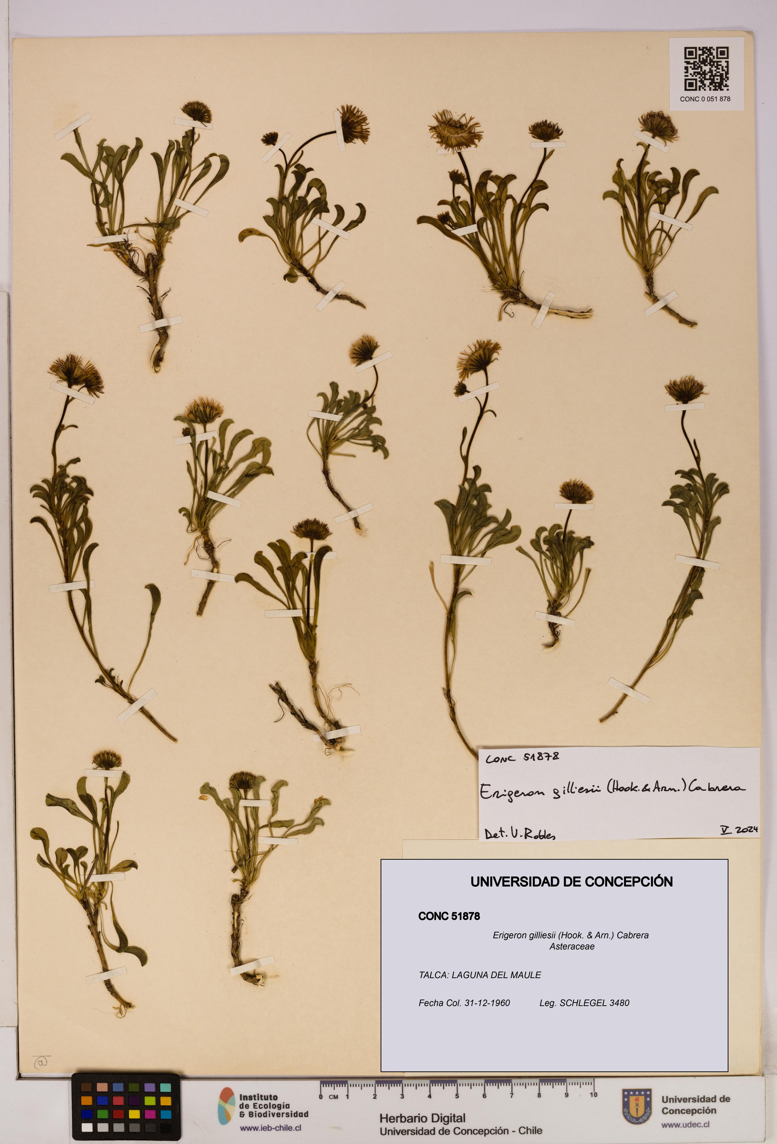 Erigeron gilliesii [Espécimen: UDEC:CONC:0051878]