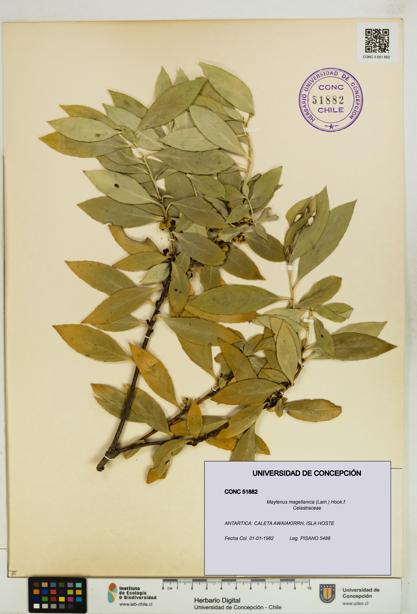 Maytenus magellanica [Espécimen: UDEC:CONC:0051882]