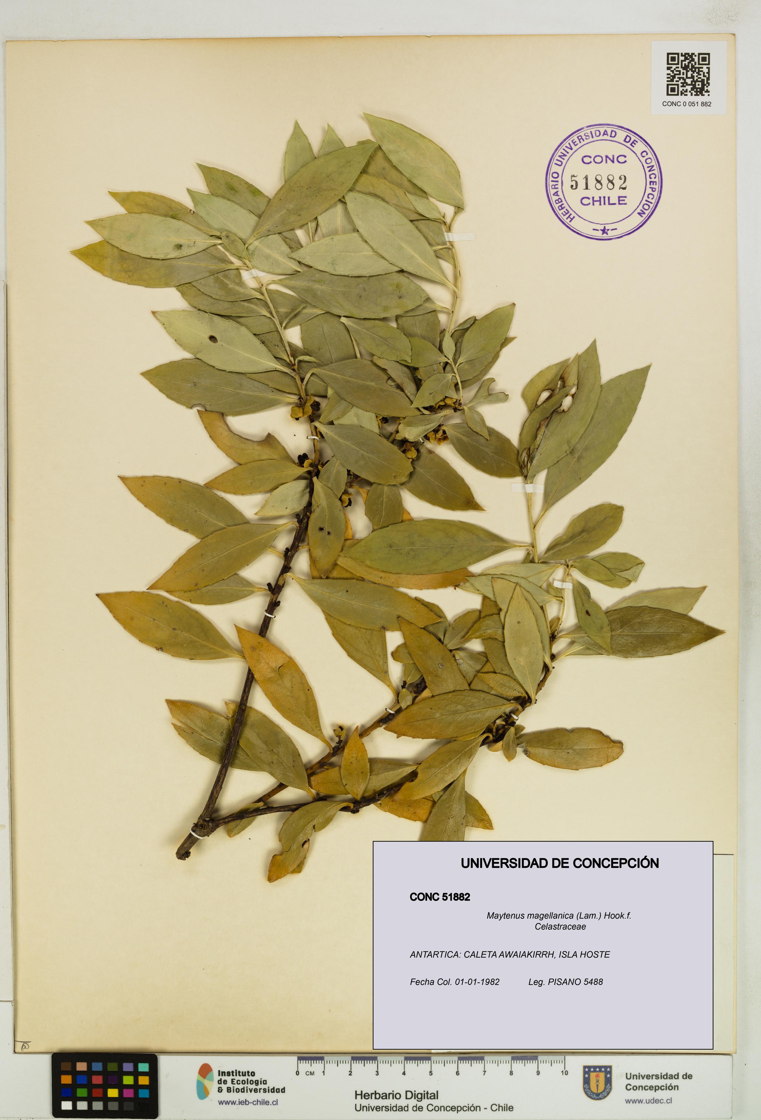 Maytenus magellanica [Espécimen: UDEC:CONC:0051882]