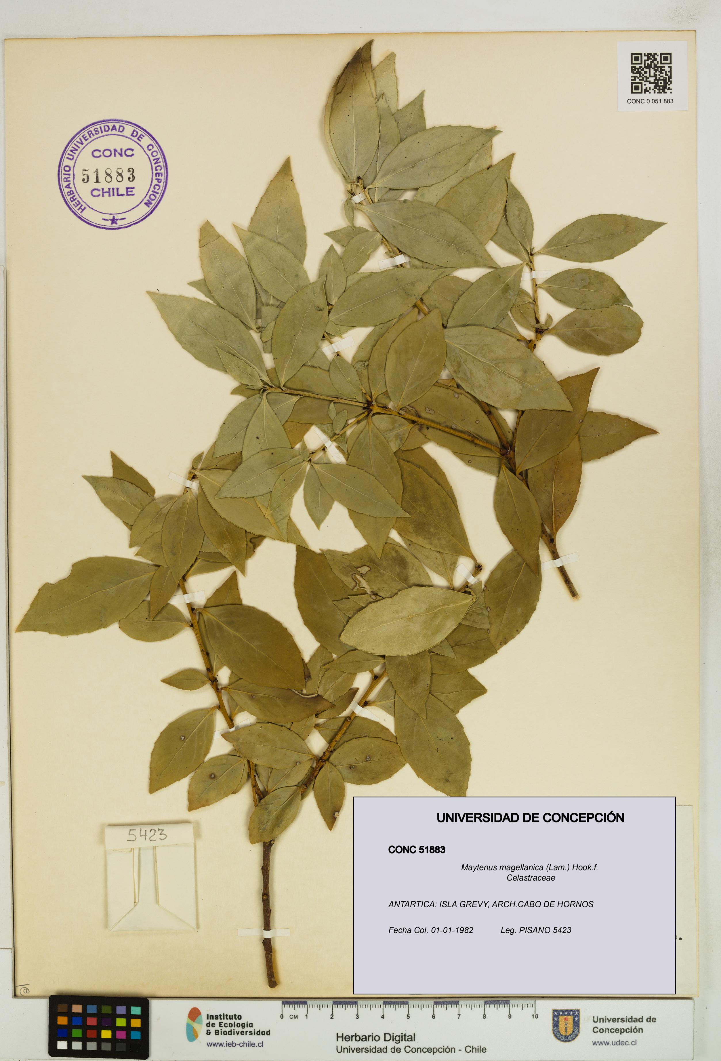 Maytenus magellanica [Espécimen: UDEC:CONC:0051883]