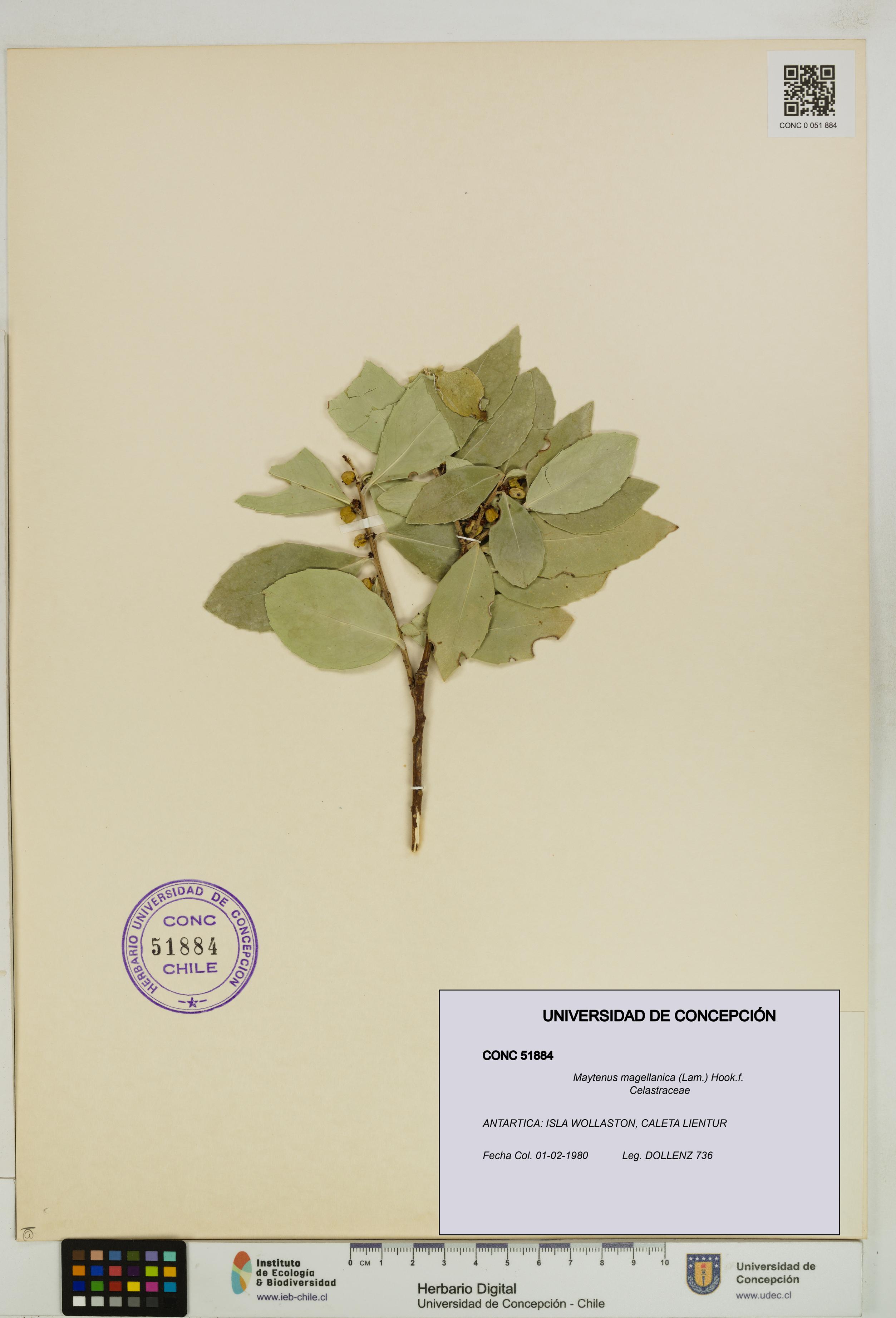 Maytenus magellanica [Espécimen: UDEC:CONC:0051884]