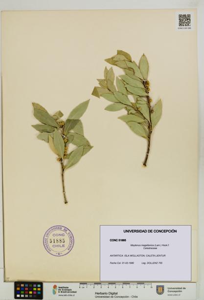 Maytenus magellanica [Espécimen: UDEC:CONC:0051885]
